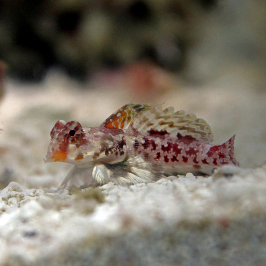 Red Scooter Blenny
