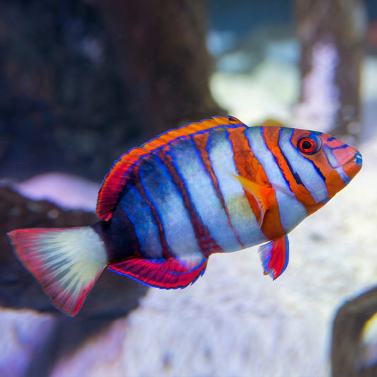 Harlequin Tusk