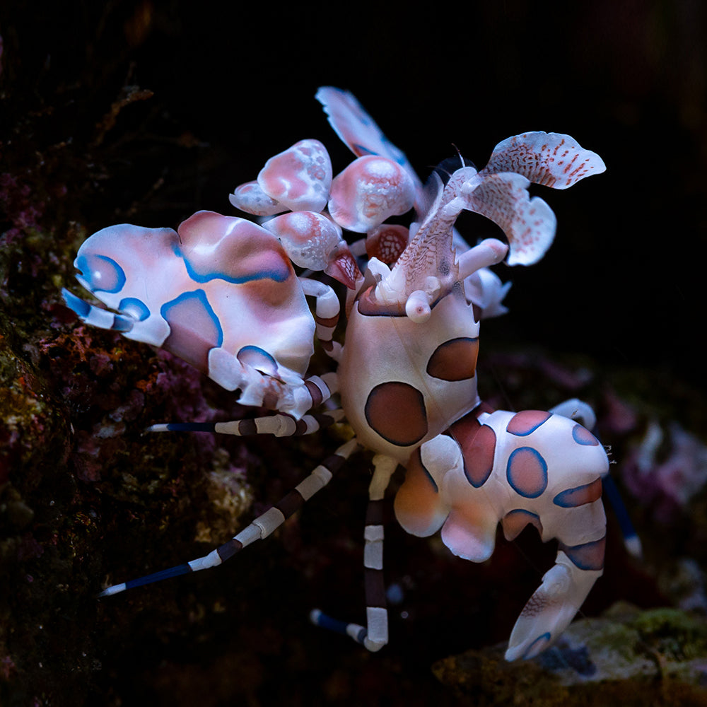 Harlequin Shrimp