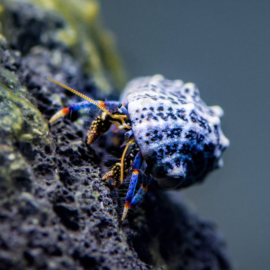 Blue leg hermit crab