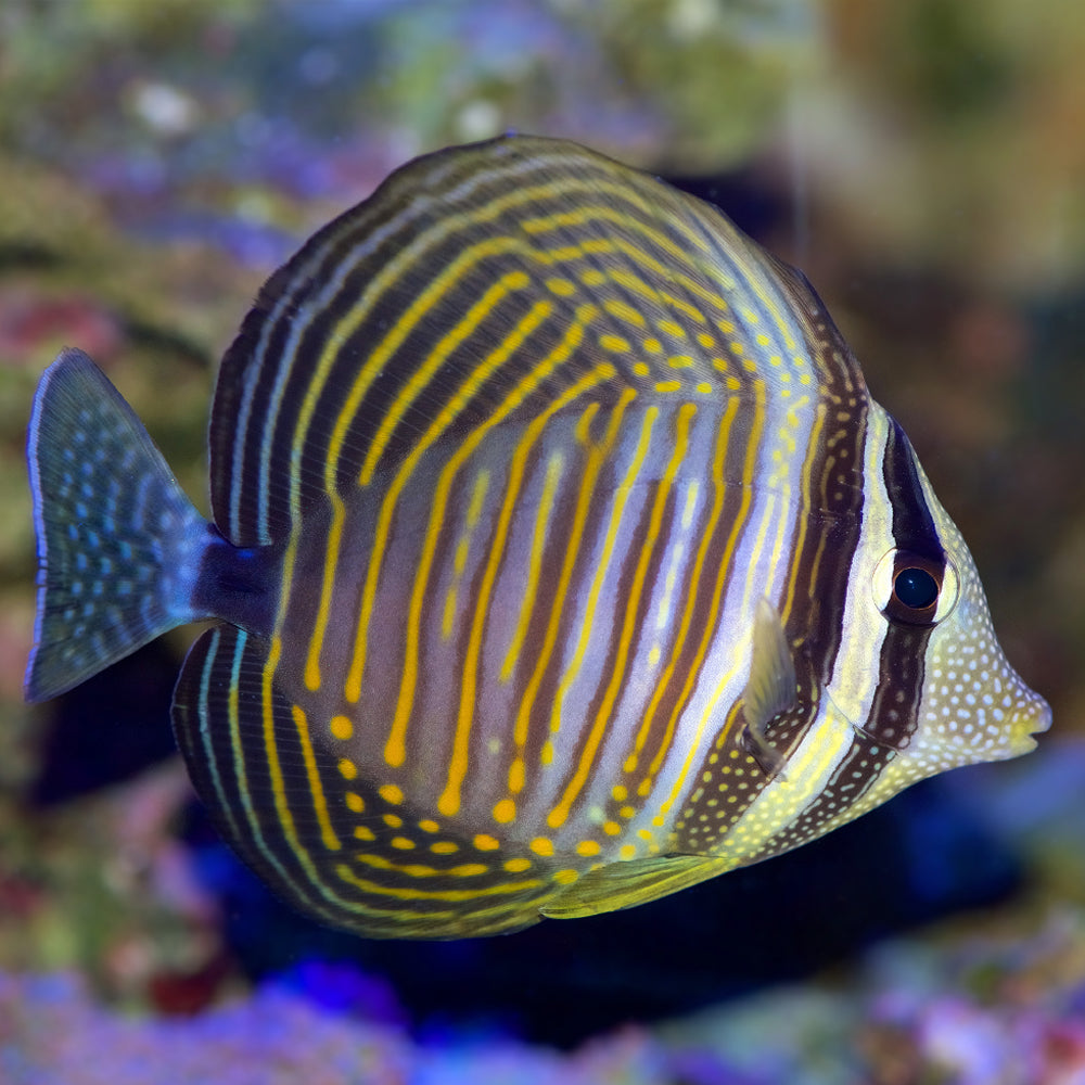 Desjardini Sailfin Tang Sm/md