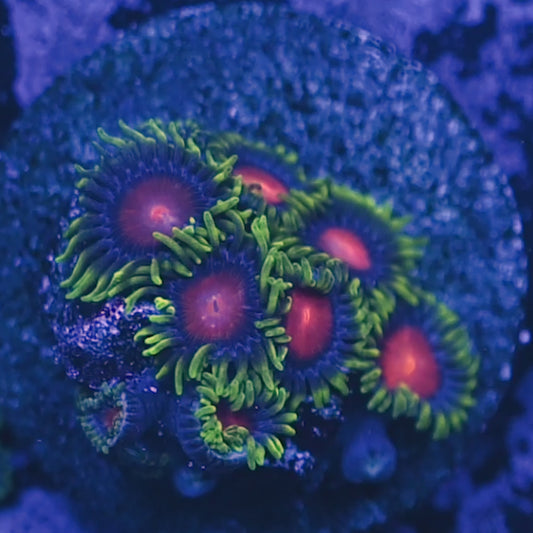 Dragon Eye Zoa
