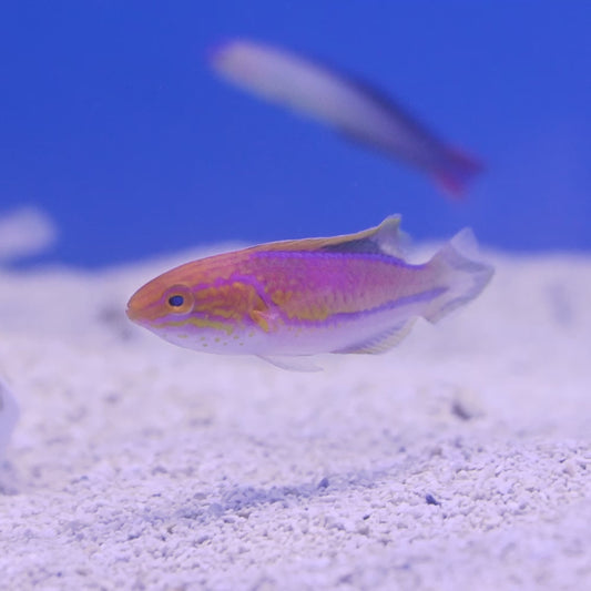 Wrasse