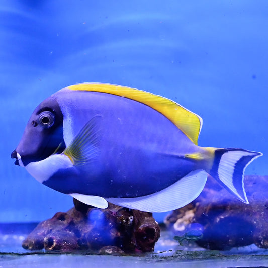 Powder Blue Tang Sm/md