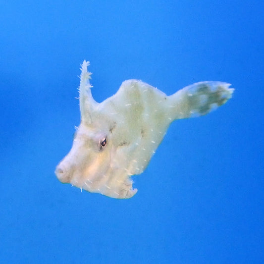 Filefish