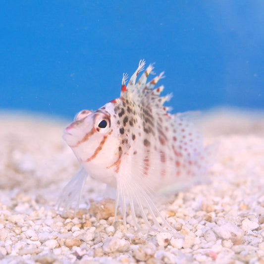 Falco Hawkfish