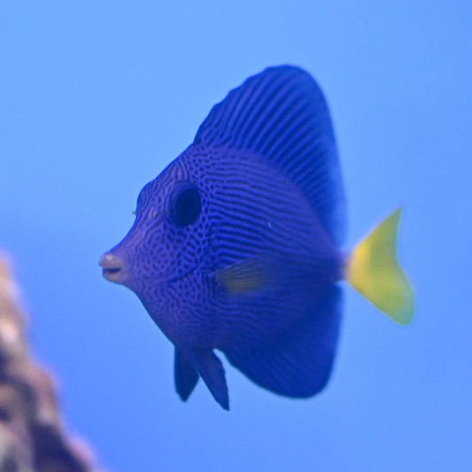 Purple Tang sm