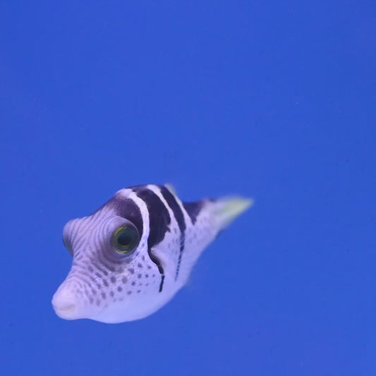 Puffer