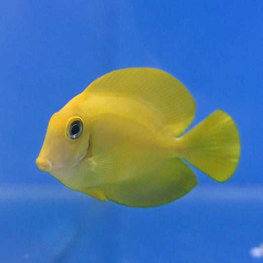 Juvenile Chocolate Tang