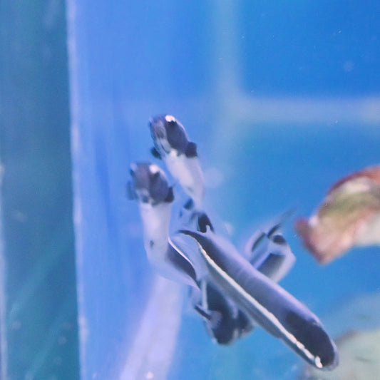 Engenier Goby Sm