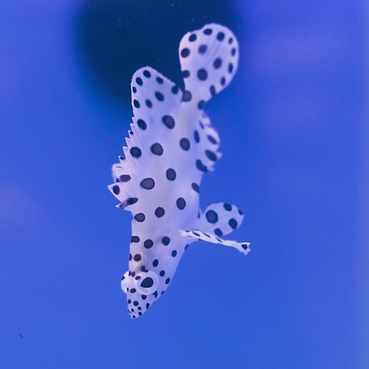 Panther Grouper