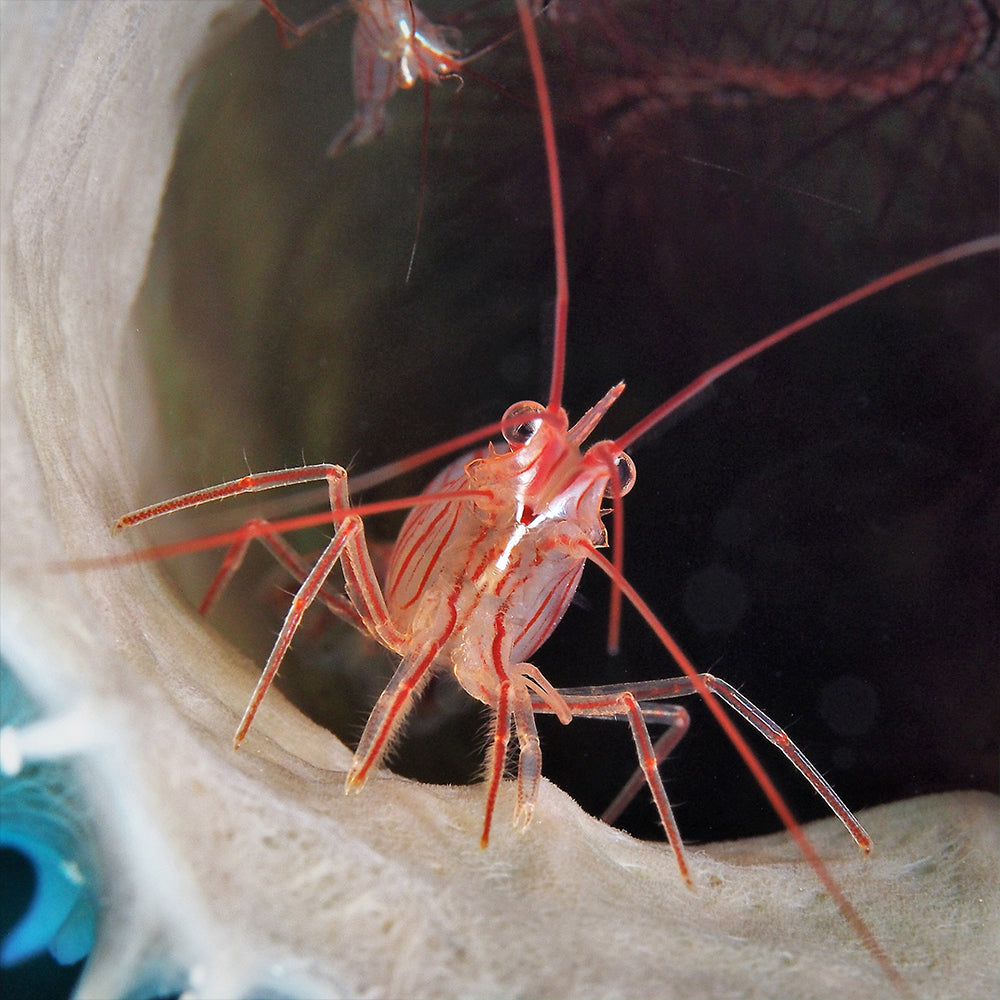Peppermint Shrimp