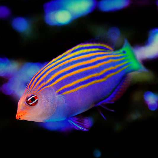 Six Line Wrasse