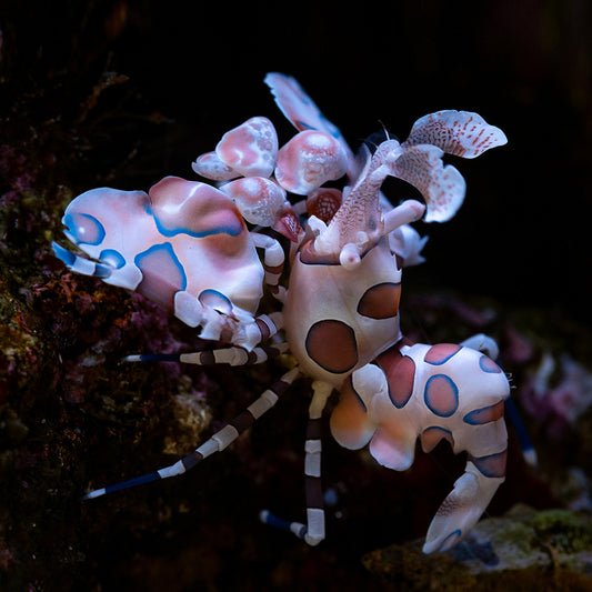 Harlequin Shrimp
