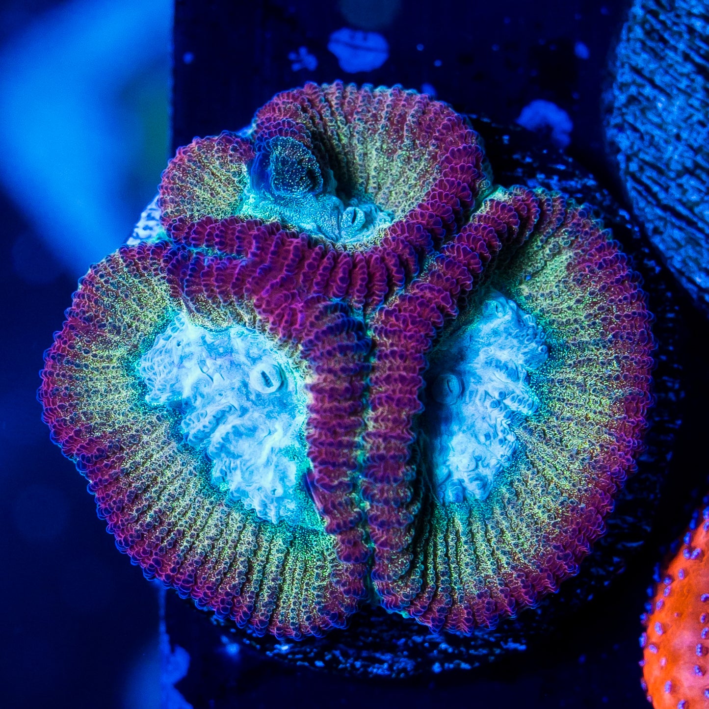 Turquoise Favia