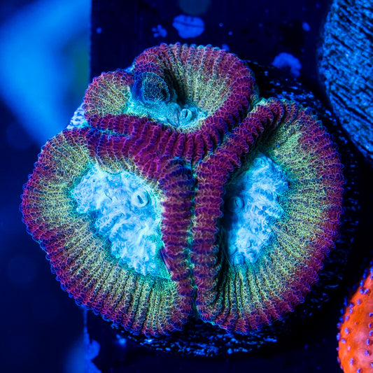 Turquoise Favia