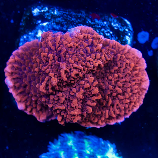Red Monti Cap