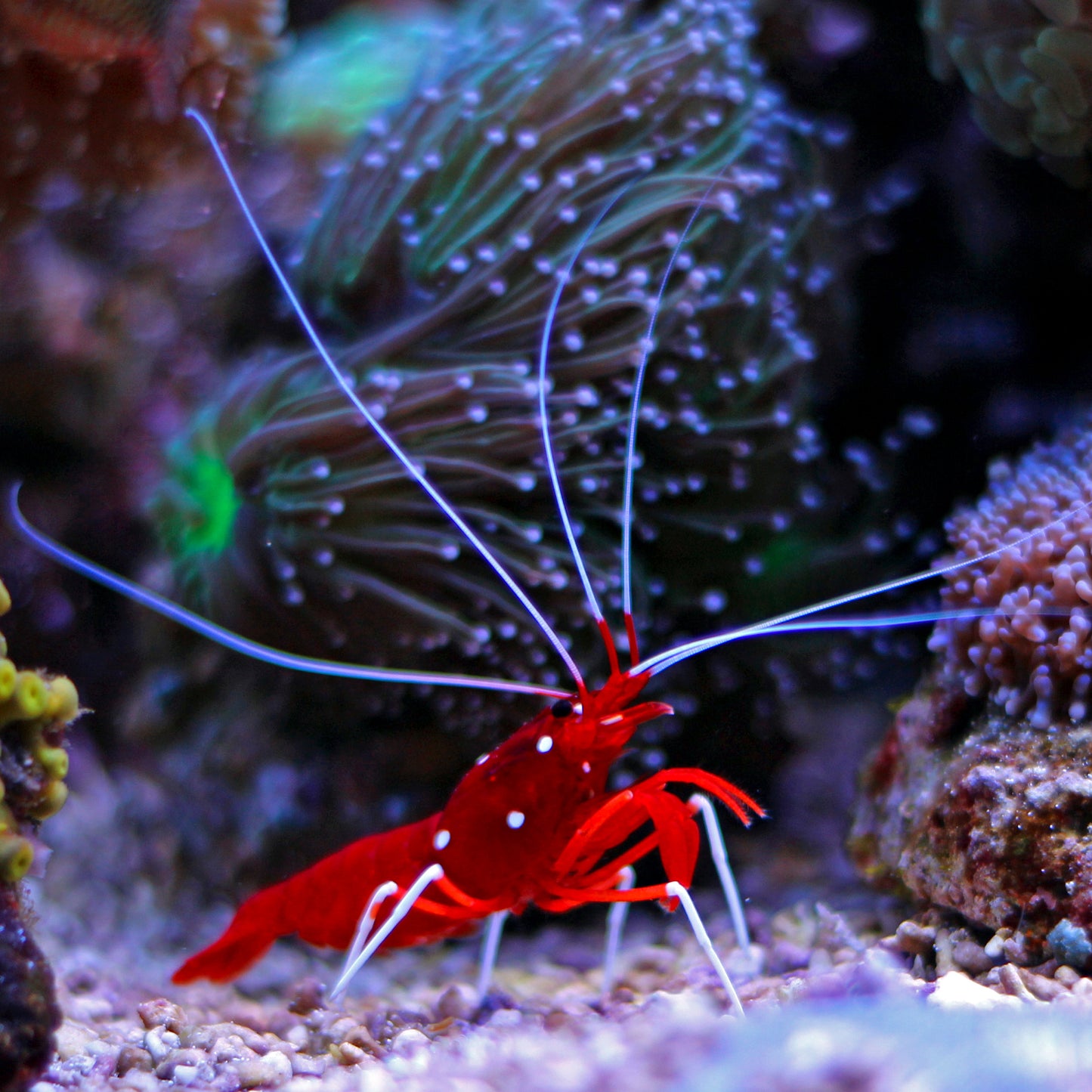 Fire Shrimp