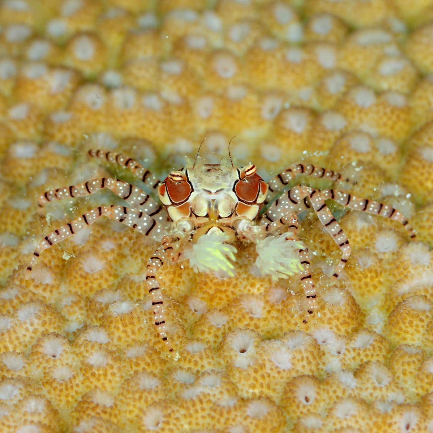 Pom Pom Crab