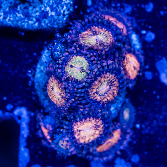 Zoa Pandora