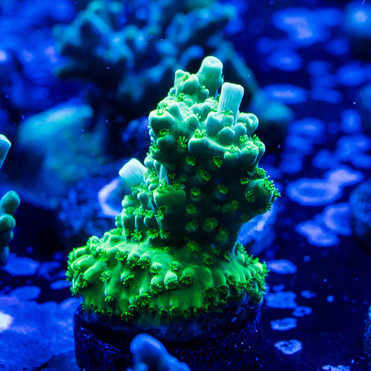 Acro Green Slimmer Frag