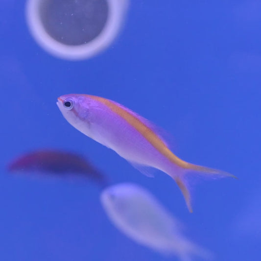 Anthias Purple Queen