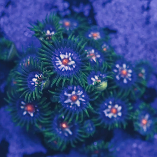 Star Gazer Zoa