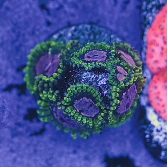 Purple Monster Zoa