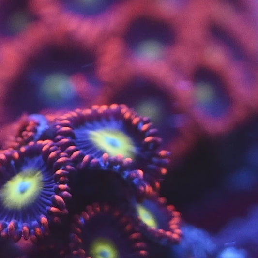 zoa