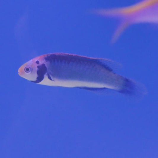 Exquisite Fairy Wrasse