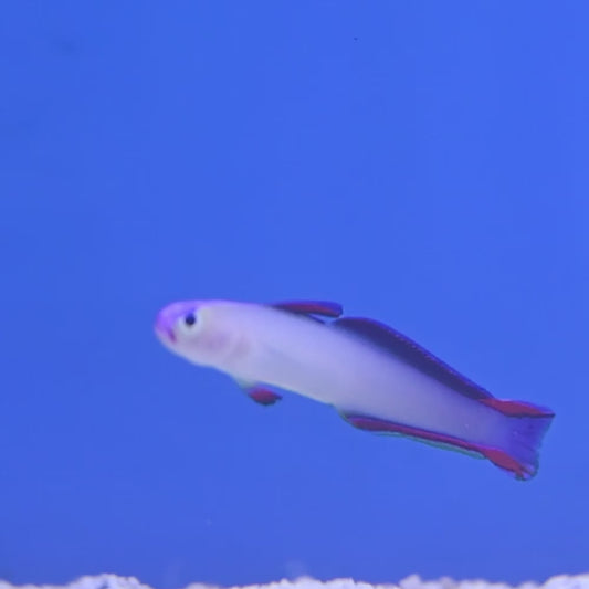 Purple Fish