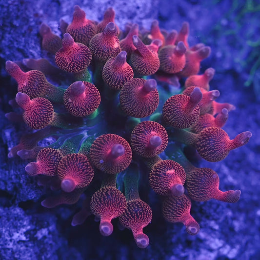 Bubble-tip Anemone Lg