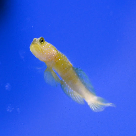 Yellow Watchman Goby