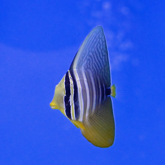 Sailfin Tang Sm/md