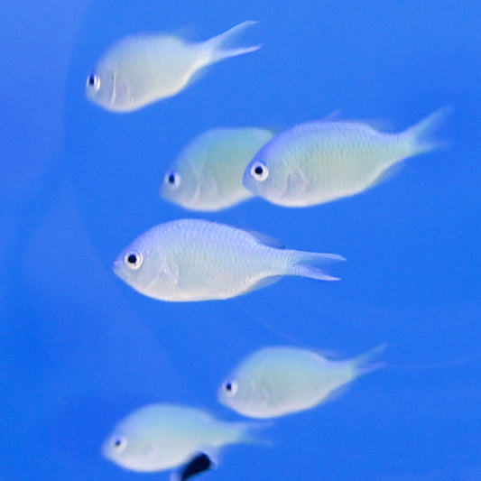 Green Chrommis