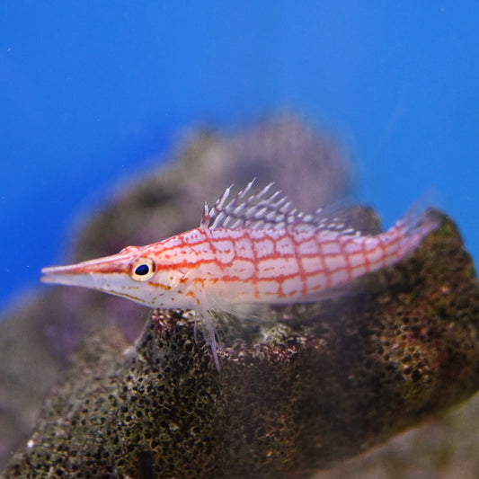 Long Nose Hawkfish