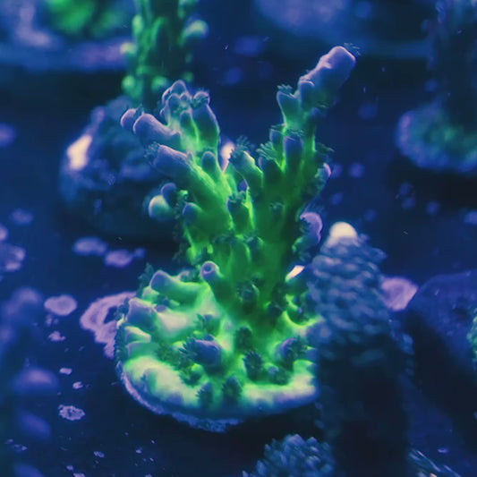 Miyagi Acro