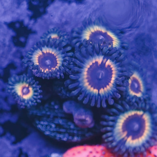 Vampire Zoa