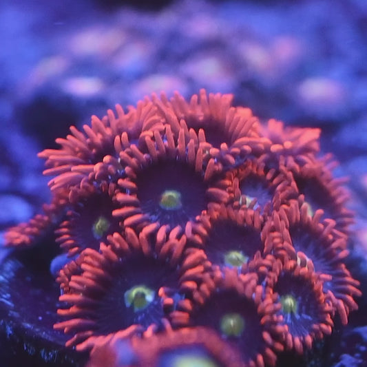 zoa
