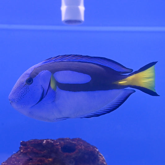 Blue Tang