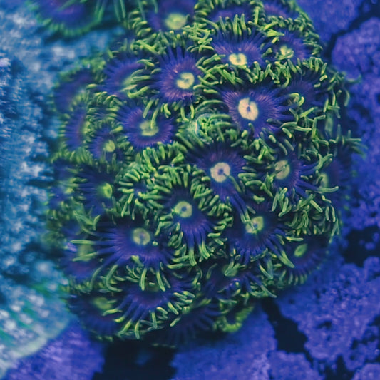 Lemon Laser Zoa