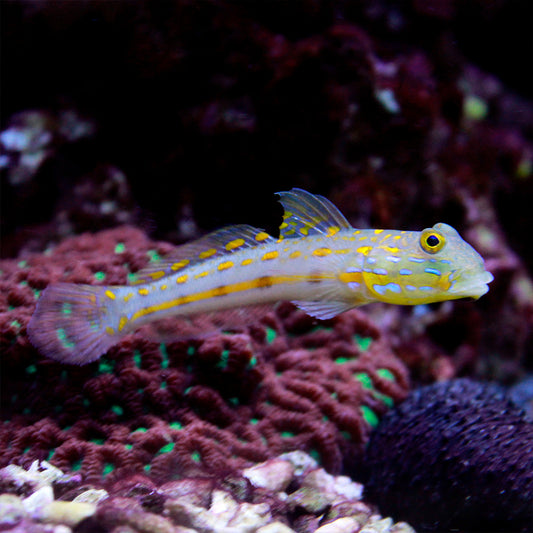 Diamond Goby Md