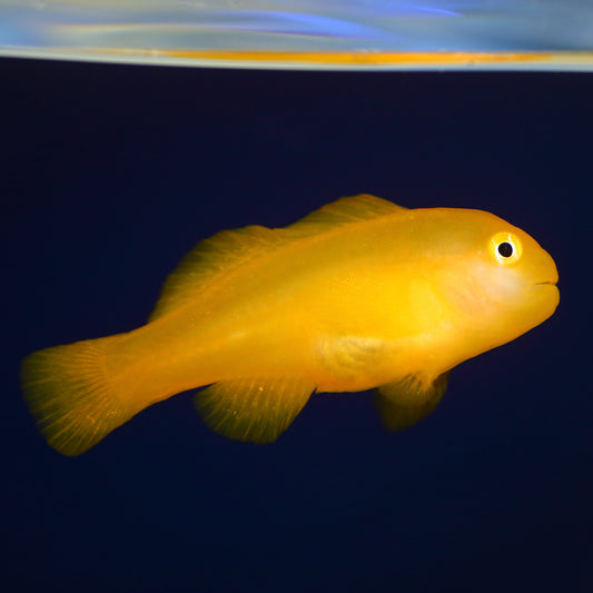Yellow Clown Goby